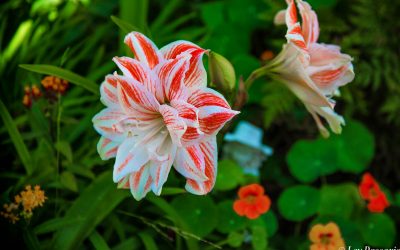 Our Garden, Los Angeles, California-2019