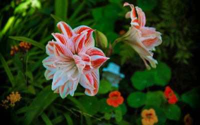 OUR backyard, Los Angeles, CA-2019)