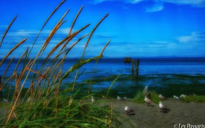 Dungeness, Washington—2011