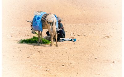 “I’ve been through the desert on a ‘horse’ with no name” (Giza, Egypt 2011)