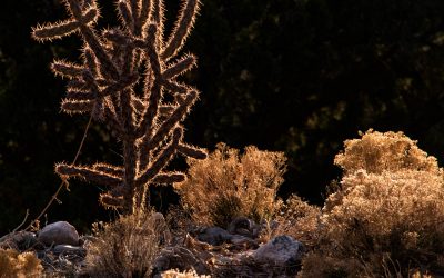 Placitas, New Mexico-2018