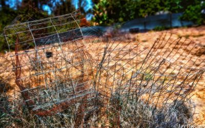 Fallbrook, California-2020 #1