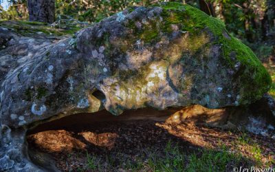 Portola Valley, California-2019 #2