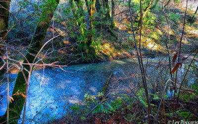 Portola Valley, California-2019 #4