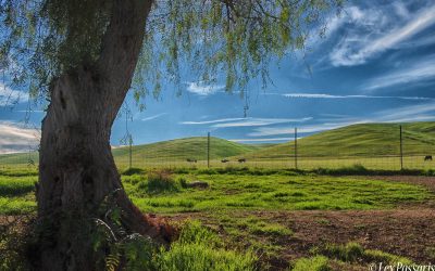 Beyond a rest stop on I-5, California-2019