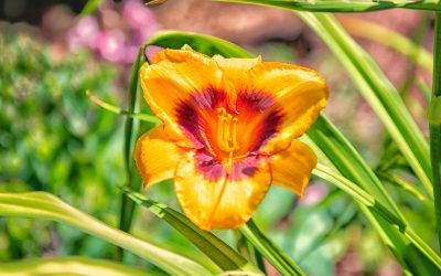 Denver Botanic Gardens-Colorado 2019
