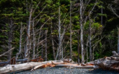 Olympic National Park, Washington-2019