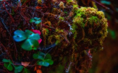 Redwood Forest, California-2019-1