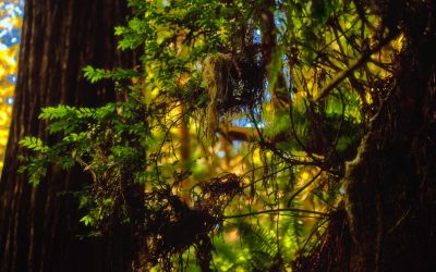 Redwood Forest, California-2019-2