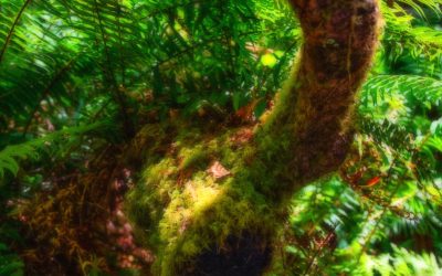 Redwood Forest, California-2019-3