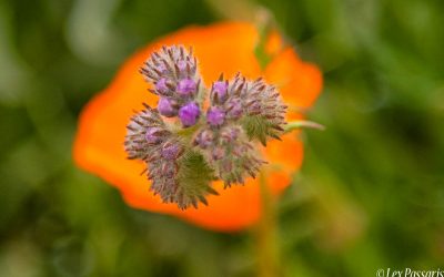 Superbloom in Southern California-2019