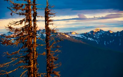 A Gift Back to You — (Hurricane Ridge – August 2011)