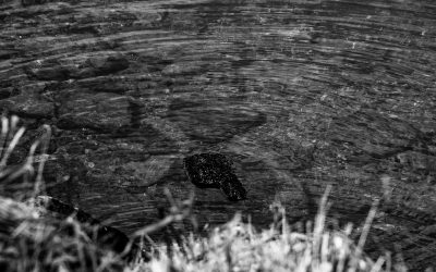 Olympic Peninsula – 2011