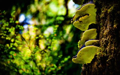 Hoh Rain Forest, WA – 2011