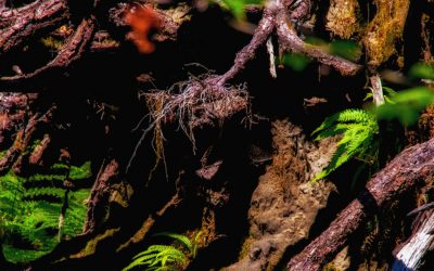 Hoh Rain Forest, WA – 2011