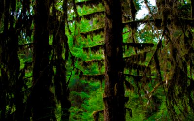 Hoh Rain Forest, WA – 2011