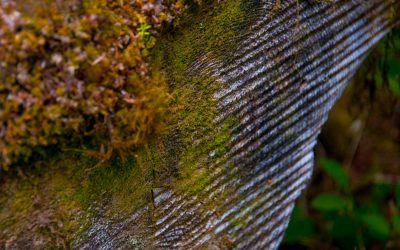 Hoh Rain Forest, WA – 2011
