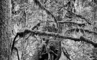 Hoh Rain Forest, WA – 2011