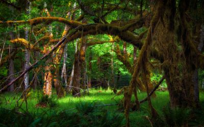 Hoh Rain Forest, WA – 2011