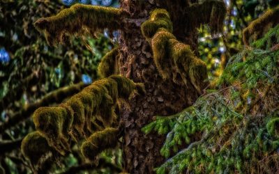 Hoh Rain Forest, WA – 2011