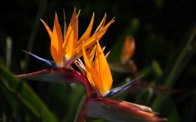 Hancock Park, CA 2019