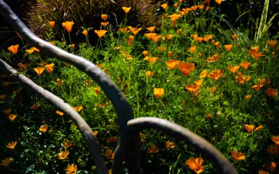 Hancock Park, CA-2019