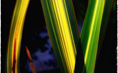 Light and nature