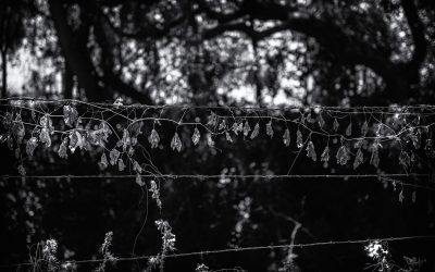 Lake Lagunita, Stanford, CA-2019