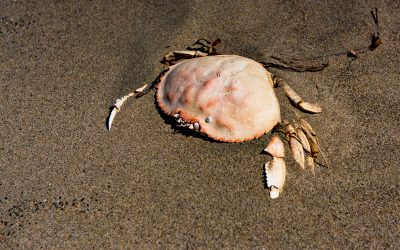 Limantour Beach, Point Reyes Station, CA-2019
