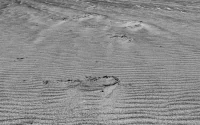 Limantour Beach, Point Reyes Station, CA-2019