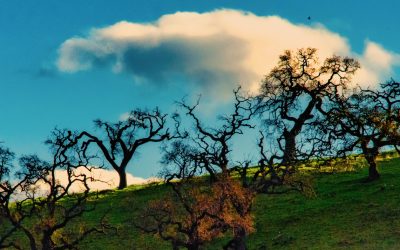 Pacheco Pass, CA-2019