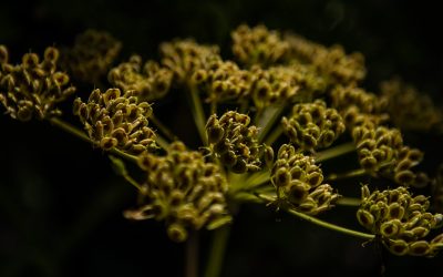 Denver Botanical Museum – Denver, CO––2019