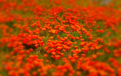 Antelope Valley California Poppy Reserve State Natural Reserve, California-2019