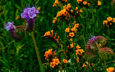 Antelope Valley California Poppy Reserve State Natural Reserve, California-2019