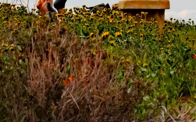 Antelope Valley California Poppy Reserve State Natural Reserve, California-2019