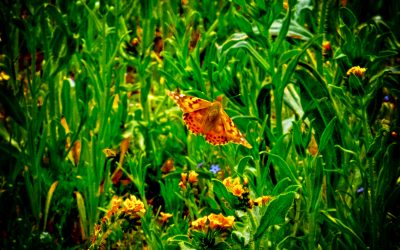 Antelope Valley California Poppy Reserve State Natural Reserve, California-2019
