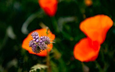 Antelope Valley California Poppy Reserve State Natural Reserve, California-2019