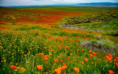 Antelope Valley California Poppy Reserve State Natural Reserve, California-2019